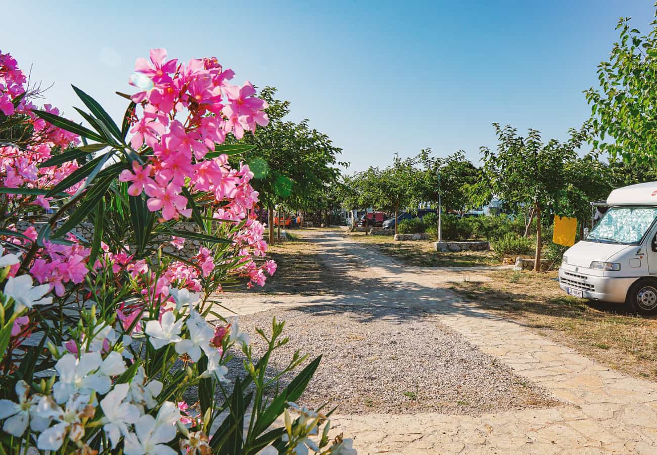 rudan terra park phalaris slika galerije 11